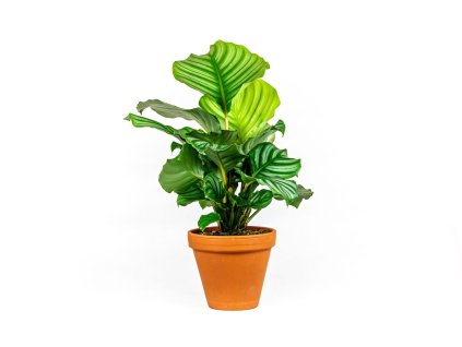 Calathea Orbifolia, průměr 13-14 cm  Kalatea