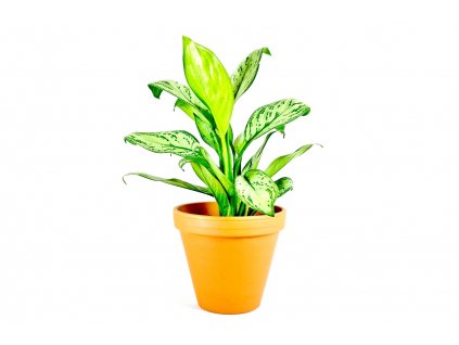 517 1 aglaonema maria christina prumer 12 14 cm