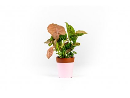 Gardners.cz Syngonium Pink