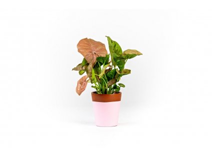 Gardners.cz Syngonium Pink