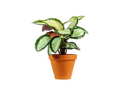 Calathea rosea Silvia, průměr 12 cm  Kalatea