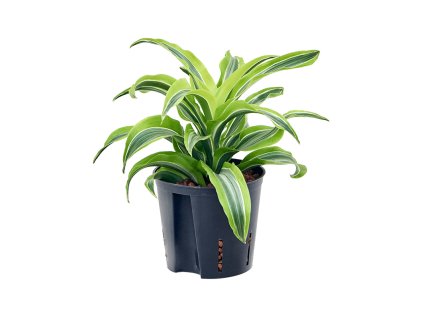 55138 dracaena fragrans lemon surprise prumer 13 cm hydroponie