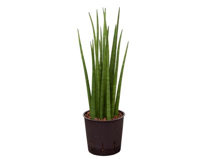 55141 sansevieria cylindrica spikes prumer 13 cm hydroponie