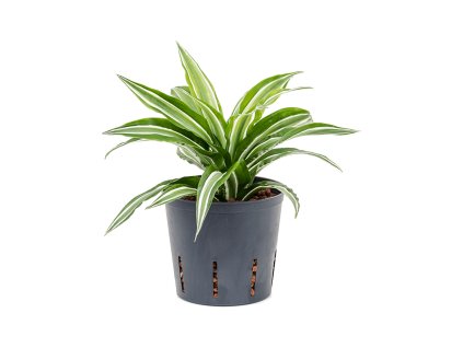 55144 dracaena fragrans kanzi prumer 13 cm hydroponie