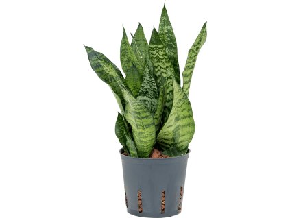 55156 sansevieria zeylanica compacta prumer 13 cm hydroponie