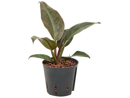 55162 philodendron imperial red prumer 13 cm hydroponie