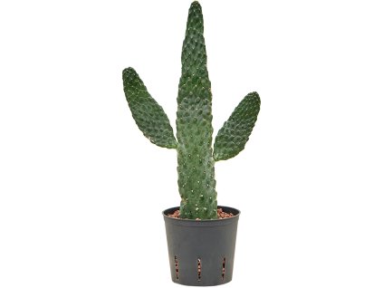 55165 opuntia consolea prumer 13 cm hydroponie