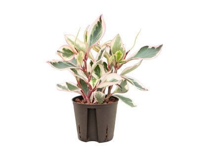 55168 peperomia clusiifolia jellie prumer 13 cm hydroponie