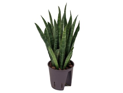 55171 sansevieria kirkii prumer 13 cm hydroponie