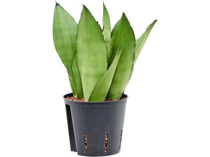 55177 sansevieria trifasciata moonshine prumer 13 cm hydroponie