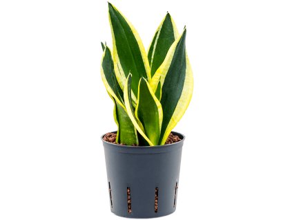 55180 sansevieria trifasciata super flame prumer 13 cm hydroponie