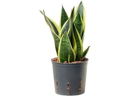 55183 sansevieria trifasciata canary prumer 13 cm hydroponie