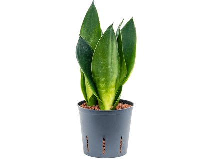 55186 sansevieria trifasciata black diamond prumer 13 cm hydroponie