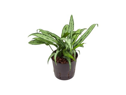 55198 aglaonema cutlass prumer 13 cm hydroponie