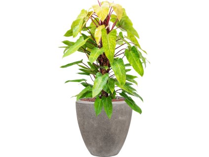 55231 philodendron painted lady in baq polystone plain hydroponie prumer 50 cm