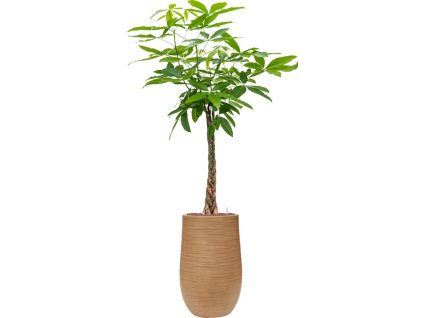 55240 pachira aquatica in baq dune hydroponie prumer 35 cm