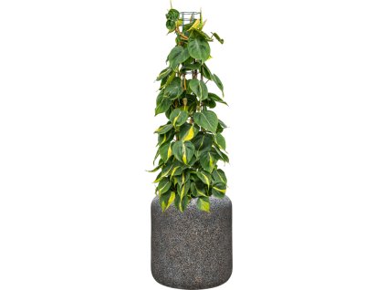 55270 philodendron scandens brasil in baq naturescast substrat vulkastrat prumer 38 cm