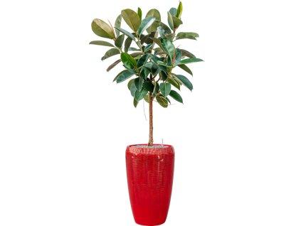 55330 ficus elastica robusta in baq vogue amfi substrat vulkastrat prumer 43 cm