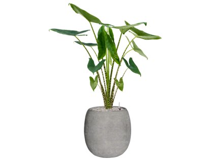 55345 alocasia zebrina in baq polystone coated plain substrat vulkastrat prumer 42 cm