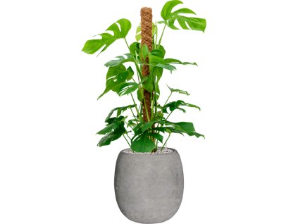 55354 monstera deliciosa in baq polystone coated plain substrat vulkastrat prumer 42 cm