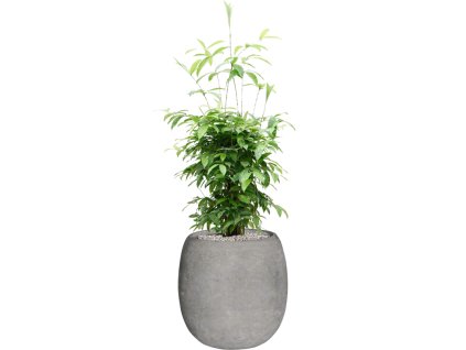 55369 dracaena surculosa in baq polystone coated plain substrat vulkastrat prumer 42 cm