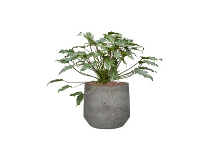 55381 philodendron xanadu in cement stone hydroponie prumer 32 cm