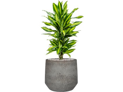 55396 dracaena fragrans cintho in cement stone substrat vulkastrat prumer 32 cm