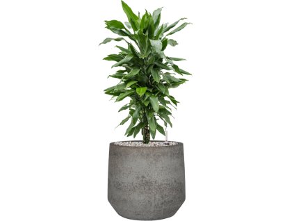 55402 dracaena fragrans janet lind in cement stone substrat vulkastrat prumer 32 cm