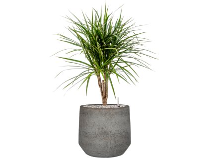 55405 dracaena marginata in cement stone substrat vulkastrat prumer 32 cm