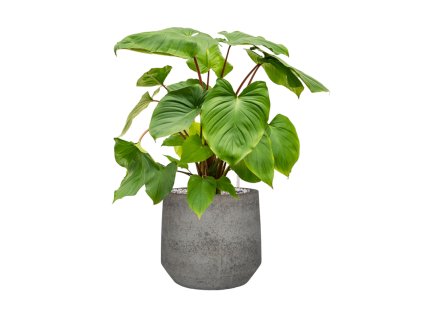 55408 homalomena rubescens maggy in cement stone substrat vulkastrat prumer 32 cm