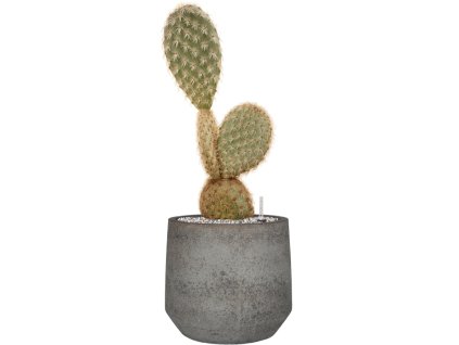 55411 opuntia galapageia in cement stone substrat vulkastrat prumer 32 cm
