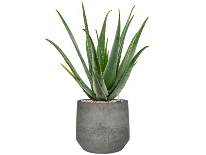 55414 aloe vera barbadensis in cement stone substrat vulkastrat prumer 32 cm