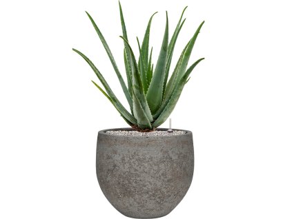 55423 aloe vera barbadensis in cement stone substrat vulkastrat prumer 30 cm