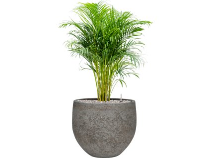 55429 dypsis areca lutescens in cement stone substrat vulkastrat prumer 30 cm