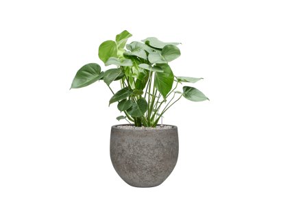 55438 monstera deliciosa in cement stone substrat vulkastrat prumer 30 cm