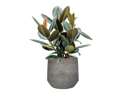 55444 ficus elastica abidjan in cement stone hydroponie prumer 32 cm