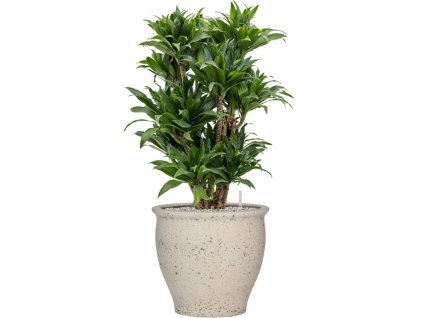 55453 dracaena fragrans compacta in mediterranean substrat vulkastrat prumer 42 cm