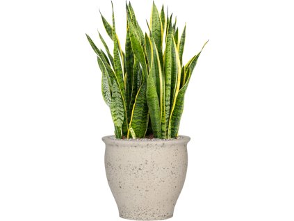 55459 sansevieria trifasciata laurentii in mediterranean substrat vulkastrat prumer 42 cm