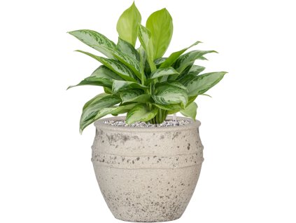 55489 aglaonema silver bay in mediterranean substrat vulkastrat prumer 28 cm