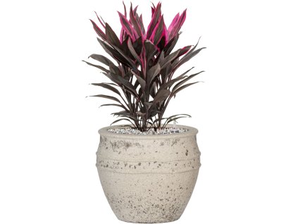 55504 cordyline fruticosa tango in mediterranean substrat vulkastrat prumer 28 cm