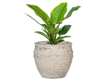 55525 philodendron imperial green in mediterranean substrat vulkastrat prumer 28 cm