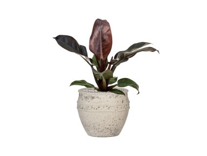 55528 philodendron hydroponieimperial red in mediterranean substrat vulkastrat prumer 28 cm