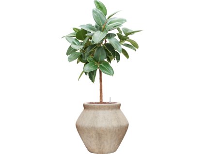 55543 ficus elastica robusta in mineral hydroponie prumer 46 cm