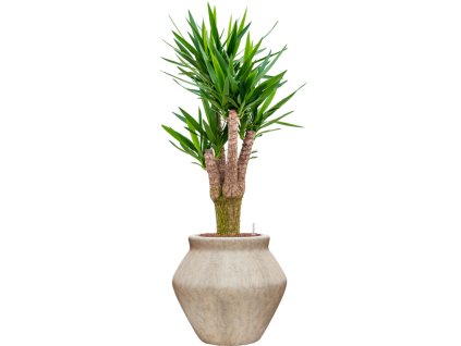 55552 yucca elephantipes in mineral hydroponie prumer 46 cm