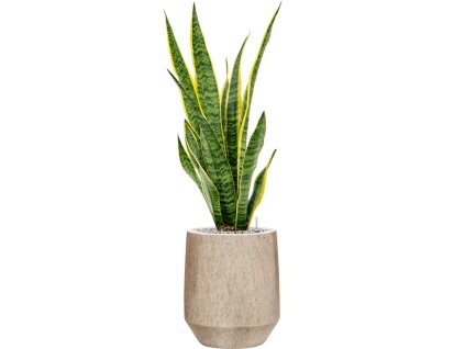 55582 sansevieria trifasciata laurentii in mineral substrat vulkastrat prumer 28 cm