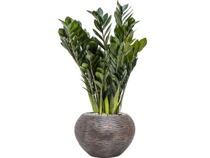 55606 zamioculcas zamiifolia super nova in baq luxe lite wrinkle substrat vulkastrat prumer 28 cm
