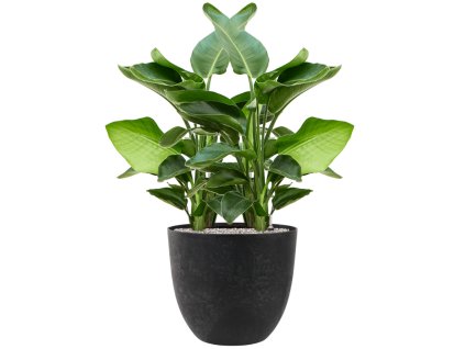 55654 strelitzia nicolai in artstone substrat vulkastrat prumer 45 cm