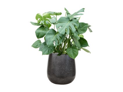 55681 monstera deliciosa in baq terrazzo substrat vulkastrat prumer 38 cm