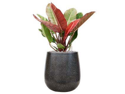 55687 philodendron prince of orange in baq terrazzo substrat vulkastrat prumer 38 cm