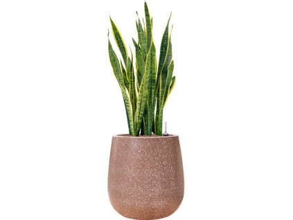 55711 sansevieria trifasciata laurentii in baq terrazzo hydroponie prumer 38 cm